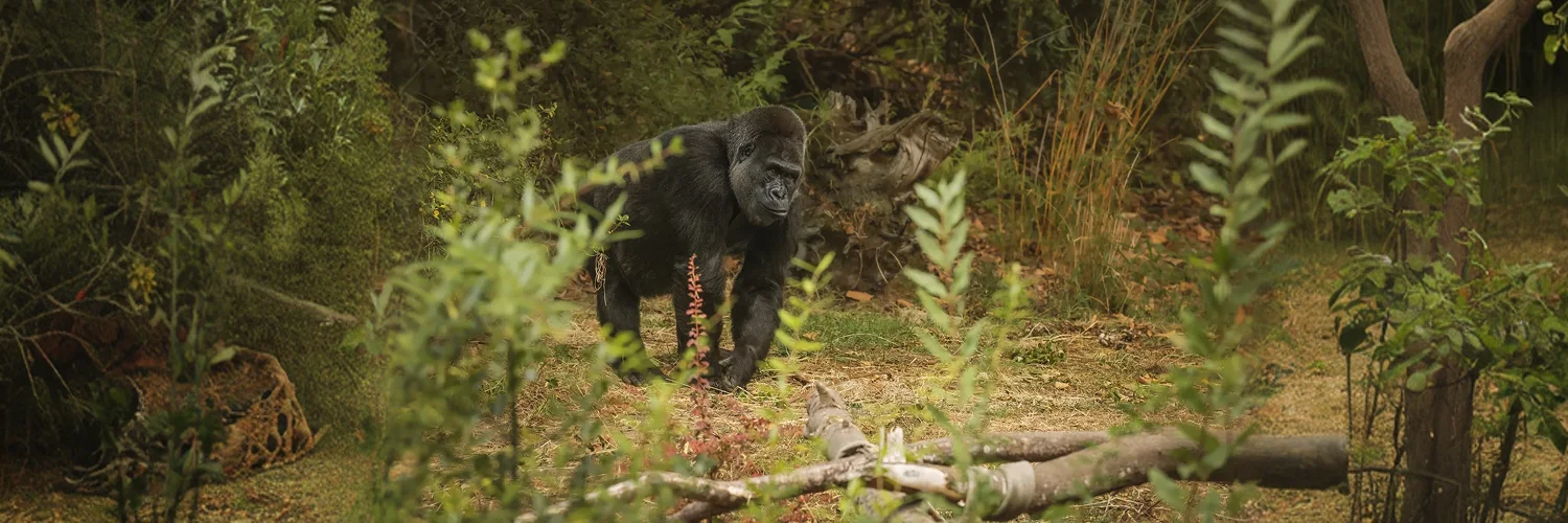 package hotel listing